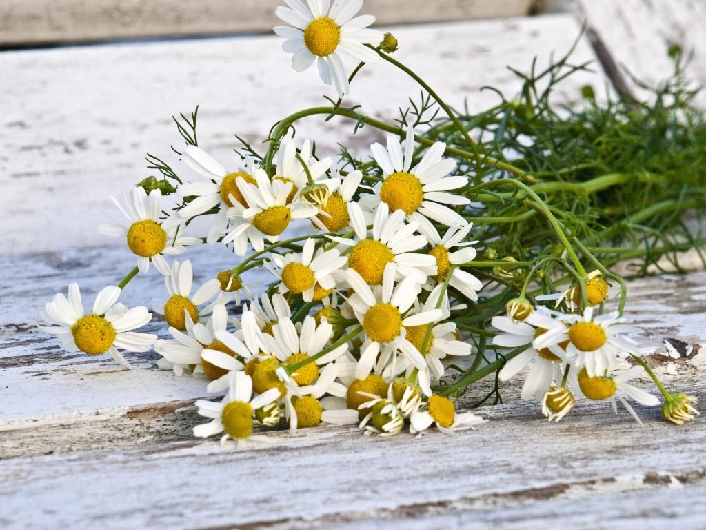 Chamomile Essential Oil Uses and Benefits