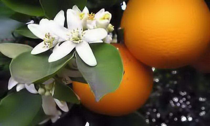 Neroli Flower