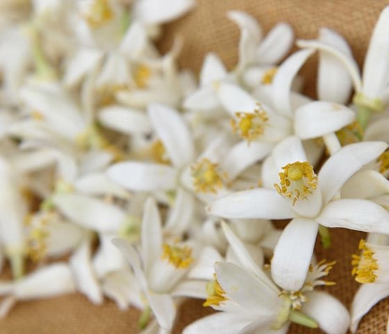 Neroli Essential Oil
