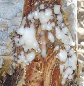 Frankincense essential oil