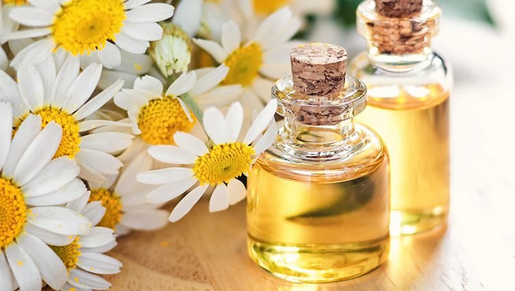 Chamomile Essential Oil Uses and Benefits for Health