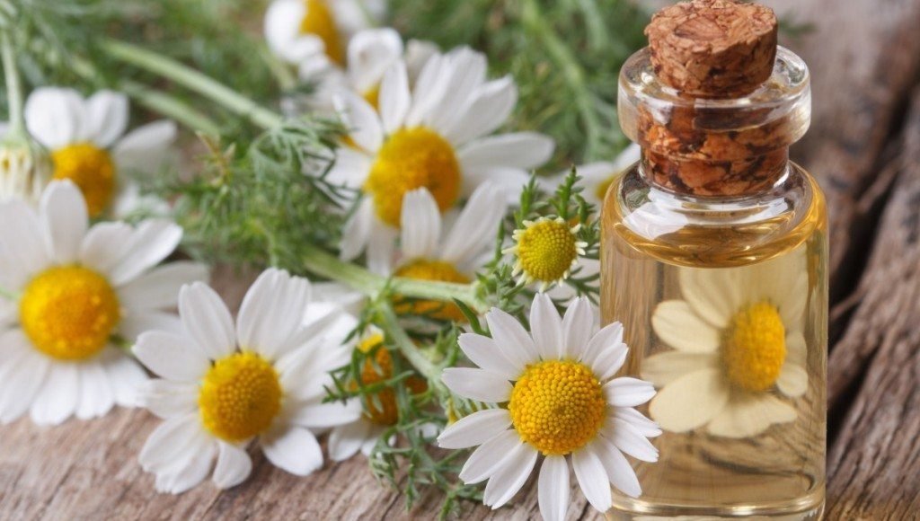 Chamomile Essential Oil Uses and Benefits for Health