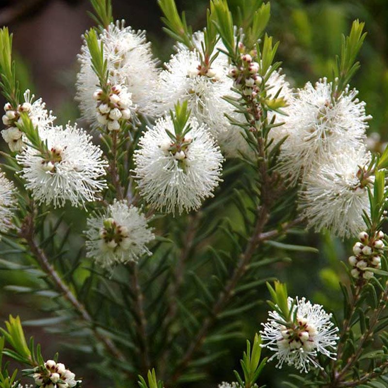 Tea Tree Oil Uses and Benefits for Health