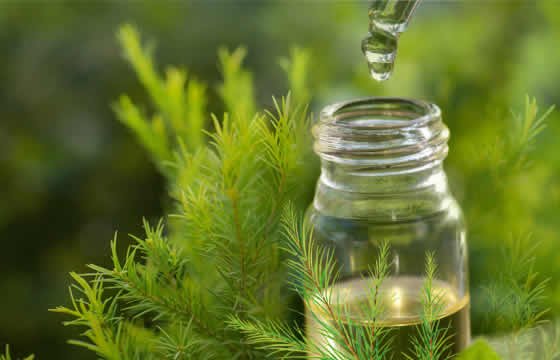 Tea Tree Essential Oil Uses and Benefits for Health