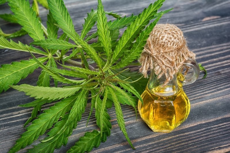 Cannabis Essential Oil 15 Benefits for health