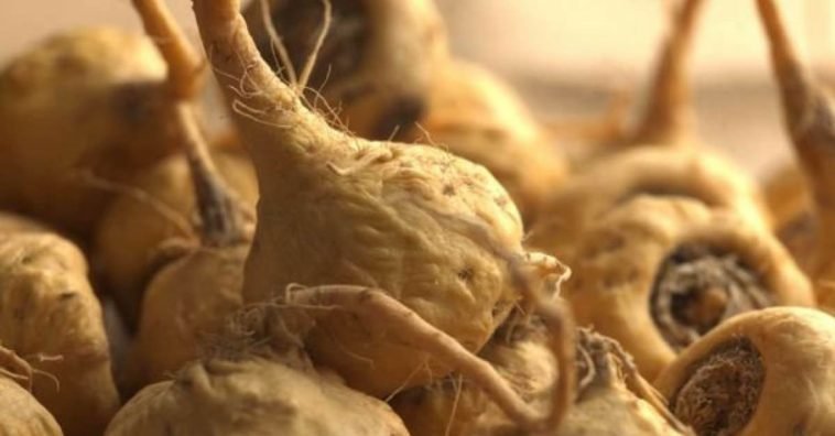 Maca The Inca heritage – From The Andes with love