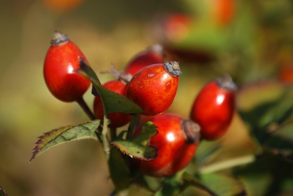 Rosehip oil