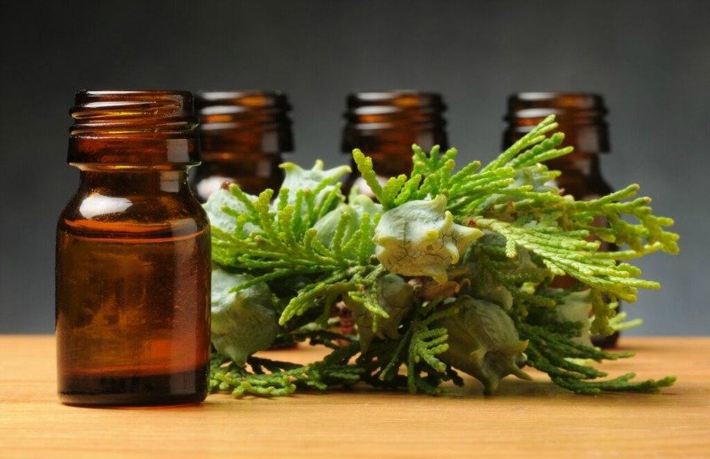 Cypress Essential Oil Uses and Benefits for Health
