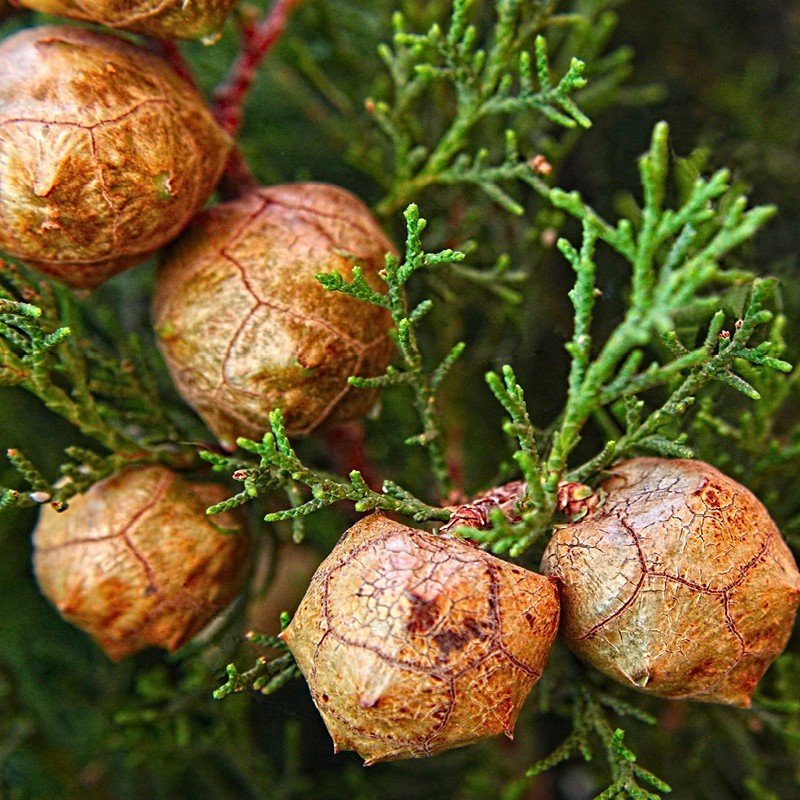 Cypress Essential Oil Uses and Benefits