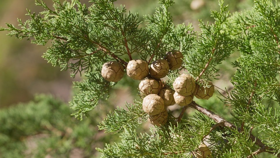 Cypress Essential Oil Benefits for health