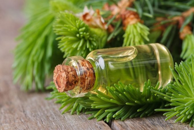 Pine Essential Oil Uses and Benefits