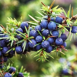 Juniper Essential Oil Plant