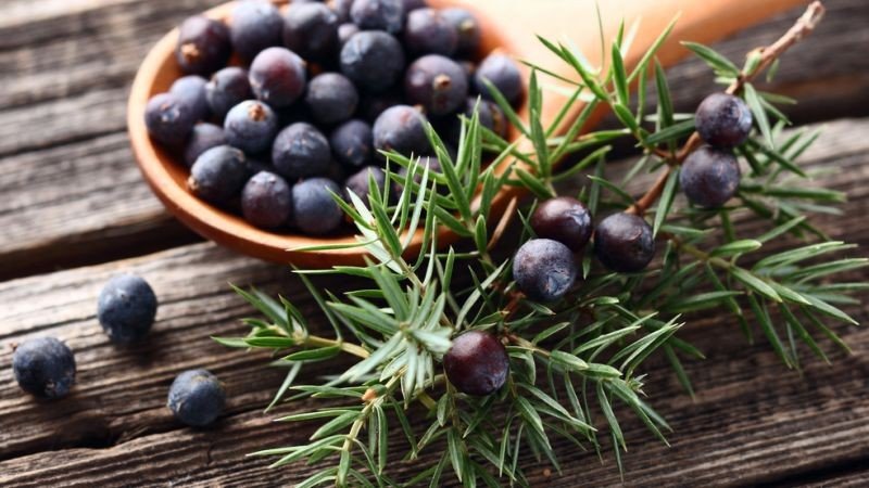 Juniper Berry Essential Oil