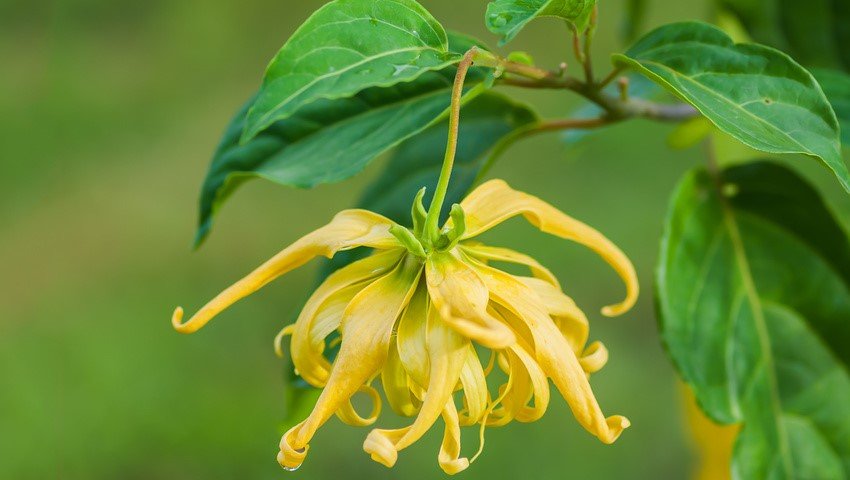 Ylang Ylang Essential Oil Uses and Benefits