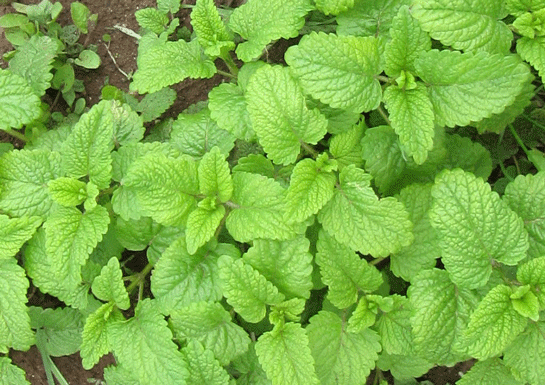 Melissa Essential Oil