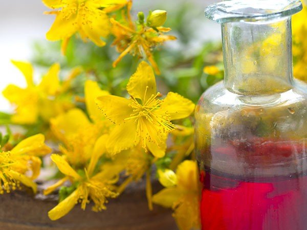 St John’s Wort Essential Oil Benefits for Health