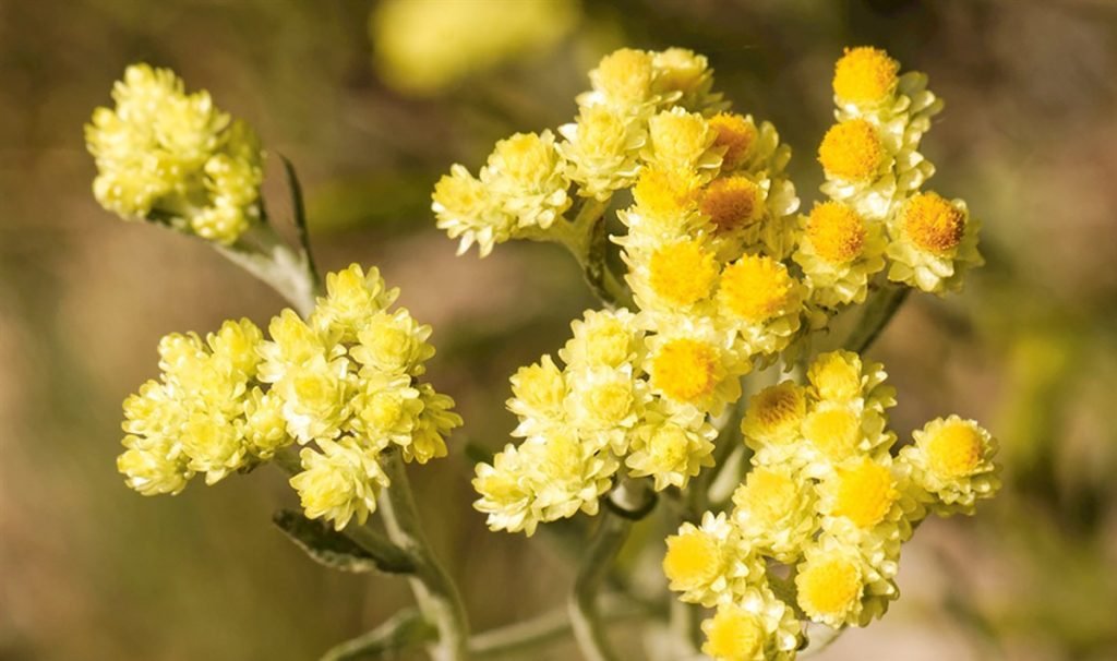 Helichrysum Oil