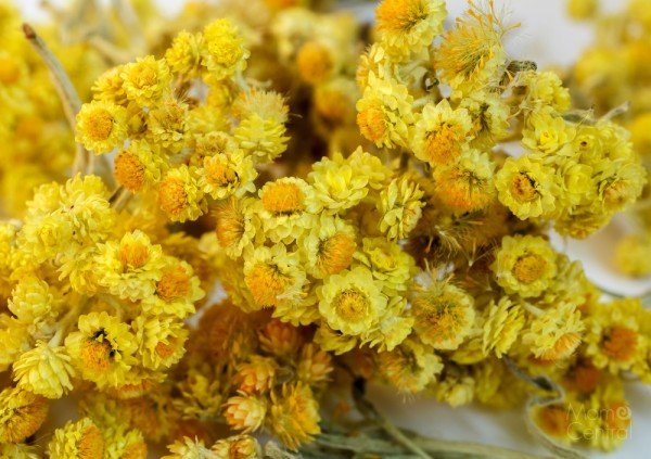 Helichrysum Essential Oil