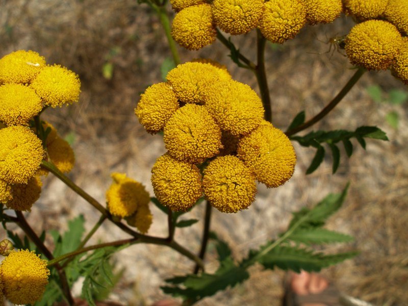 Blue Tansy Essential Oil Benefits, Properties and Uses