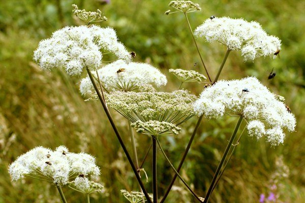 Angelica Essential Oil