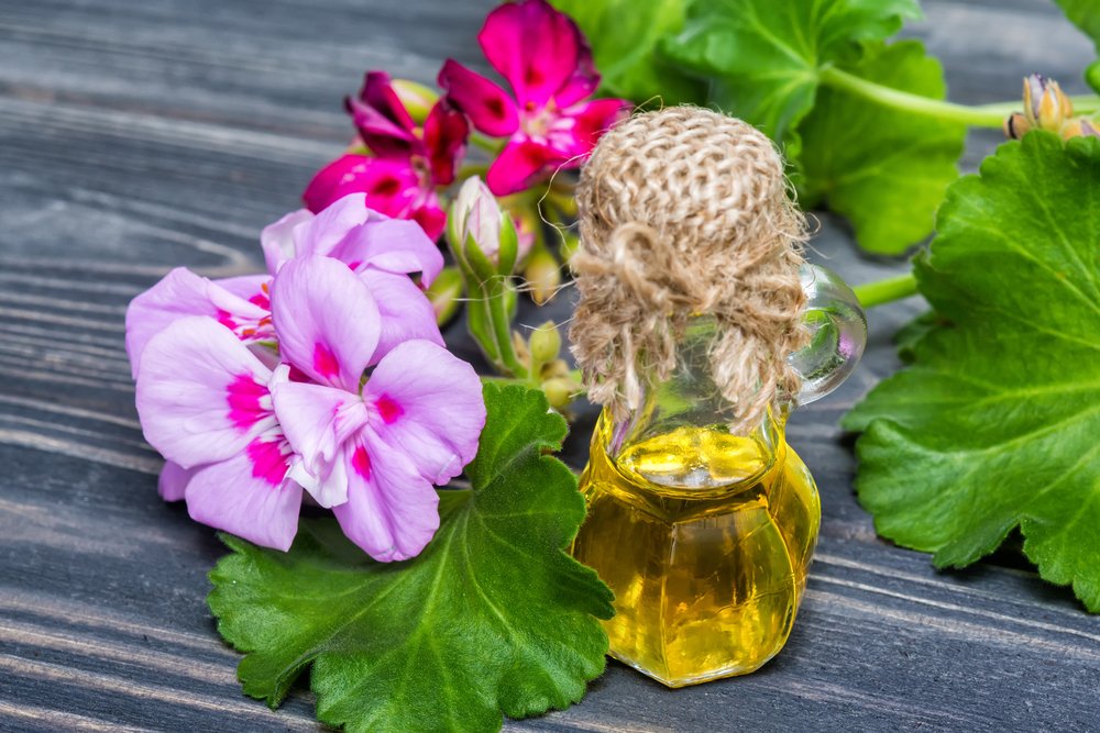 Geranium Essential Oil Uses, Benefits, Properties and Warnings