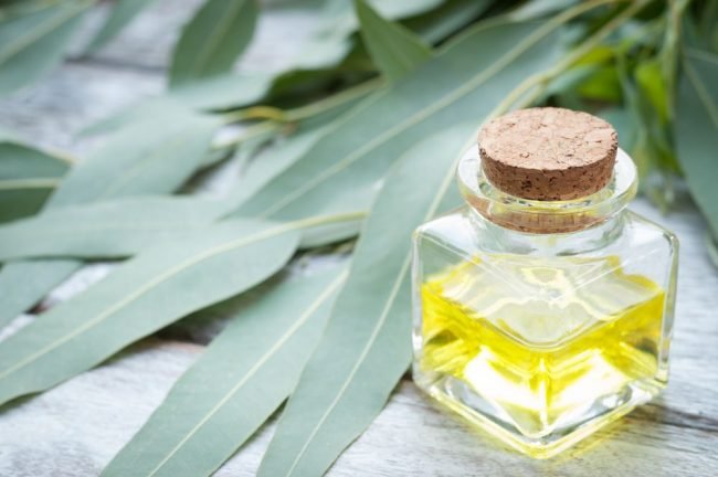 Eucalyptus Essential Oil Uses and Benefits