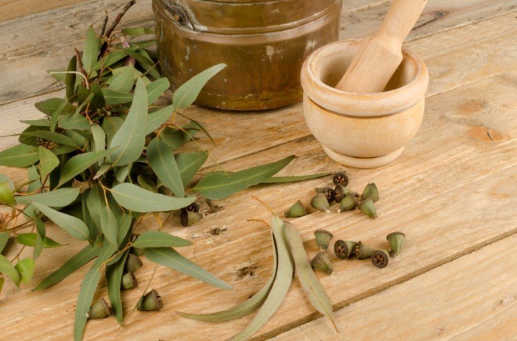Eucalyptus Essential Oil Uses and Benefits