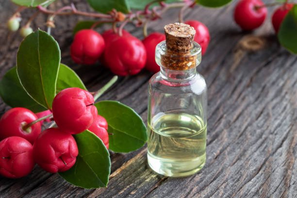 Wintergreen Essential Oil Uses and Benefits for Health