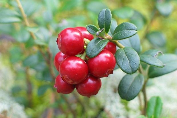 Wintergreen Essential Oil Uses and Benefits