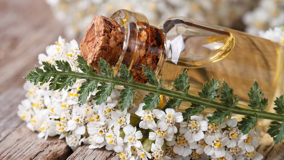 Yarrow Essential Oil Uses and Benefits 