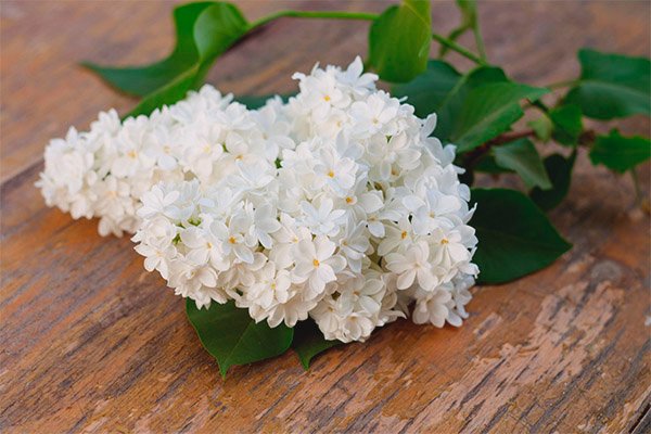 Yarrow Essential Oil Uses and Benefits