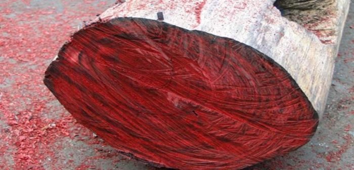 Rosewood Essential Oil Uses and benefits 