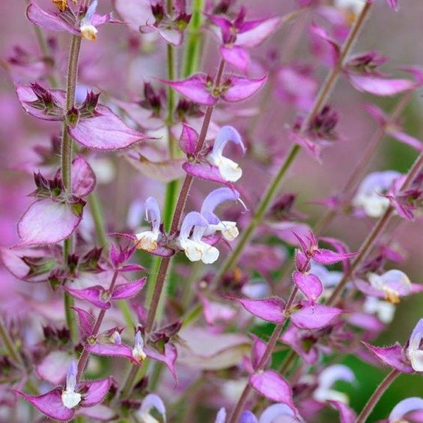 Clary Sage Essential Oil Uses and Benefits 