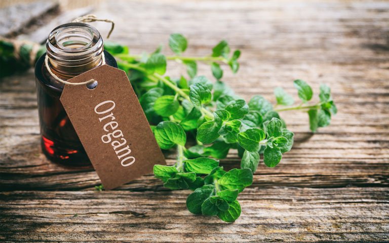 Oregano Essential Oil Uses and Benefits for Health