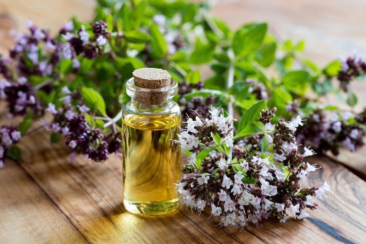 Oregano Essential Oil Uses and Benefits