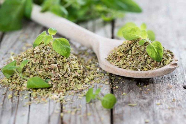 Oregano Essential Oil Uses and Benefits for Health