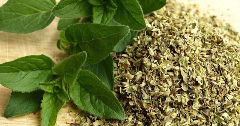 Oregano Essential Oil Uses and Benefits
