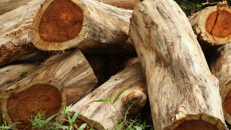 Rosewood Essential Oil Uses and Benefits for Health