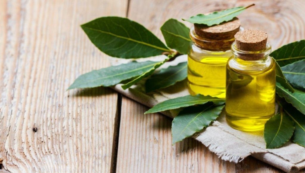 Laurel Essential Oil Uses and Benefits for Health