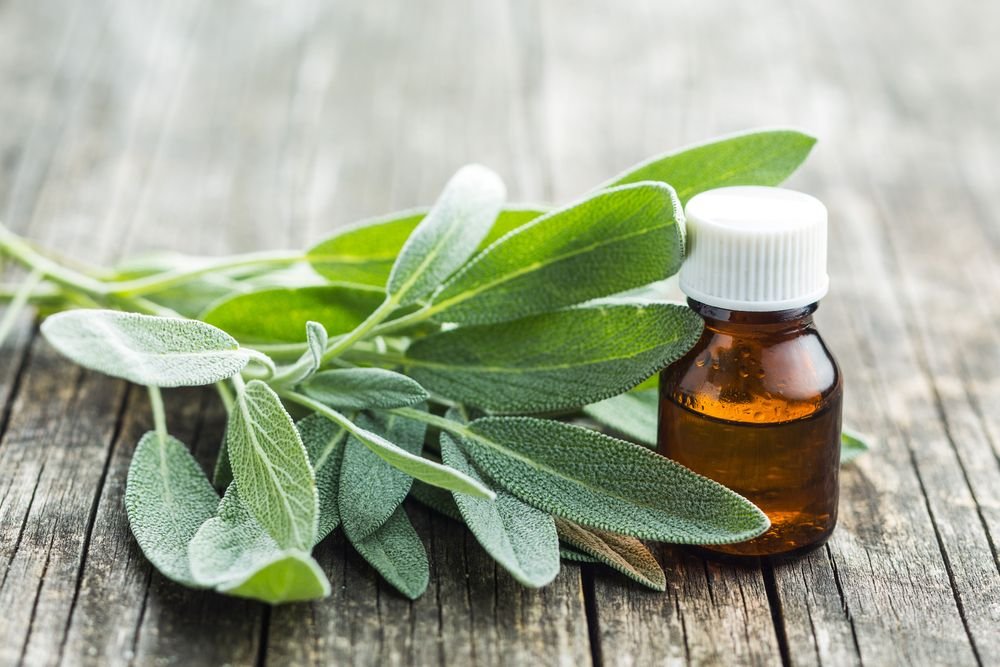 Sage Essential Oil Uses and Benefits for Health