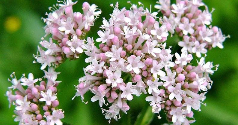 Valerian Essential Oil