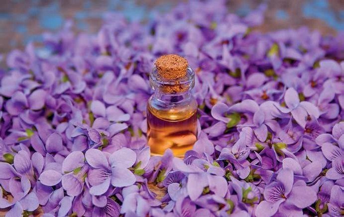 Violet Essential Oil uses and benefits