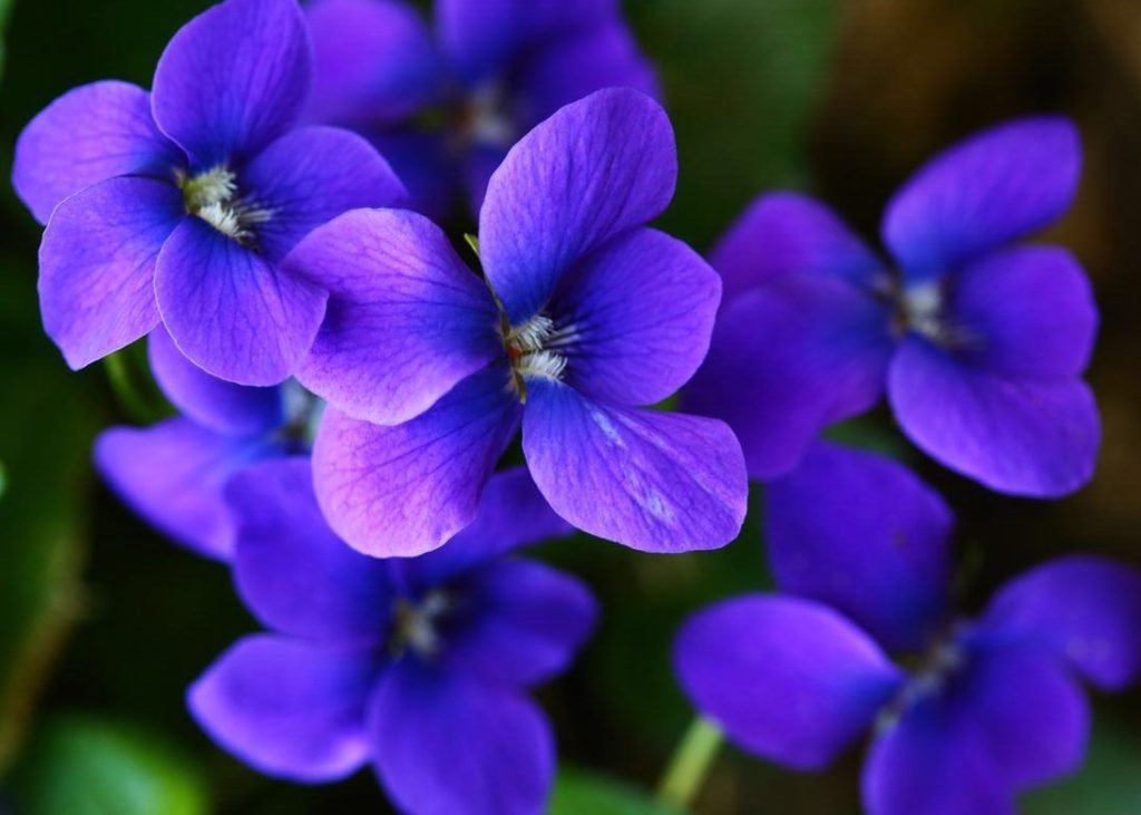 Violet oil benefits and uses